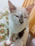 Dante e Neko