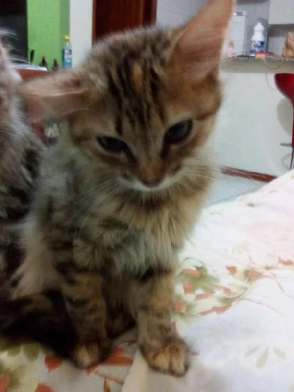 Gato ra a Viralata idade 2 a 6 meses nome NEKO