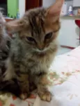 NEKO