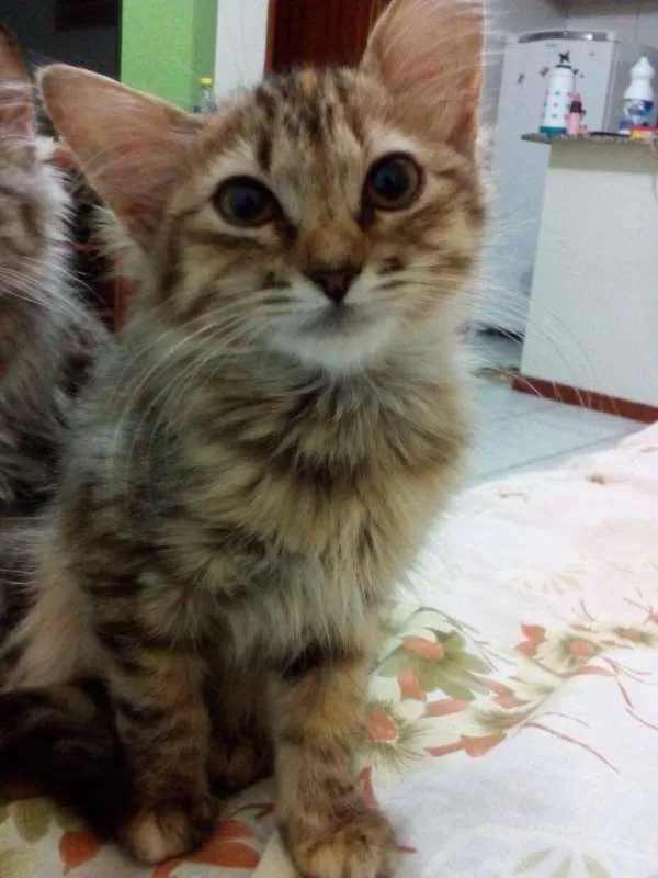 Gato ra a Viralata idade 2 a 6 meses nome NEKO
