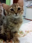 NEKO