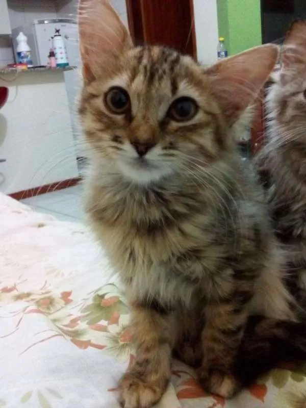 Gato ra a Viralata idade 2 a 6 meses nome NEKO