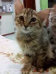 NEKO