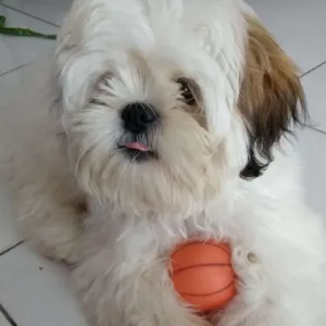 Cachorro raça Shitzu idade 7 a 11 meses nome Spike