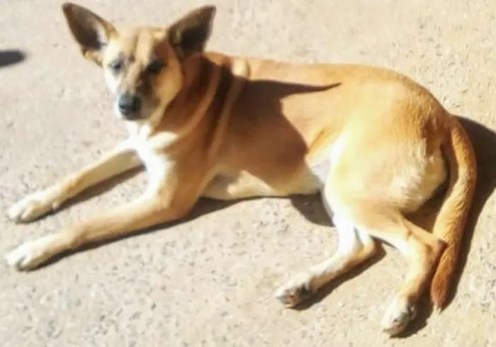 Cachorro ra a SRD idade 3 anos nome Lucy
