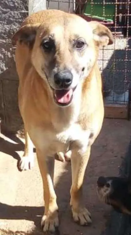 Cachorro ra a SRD idade 3 anos nome Lucy