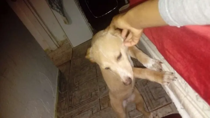 Cachorro ra a Mistura de pastor alemao cm vl idade 2 a 6 meses nome Lilith