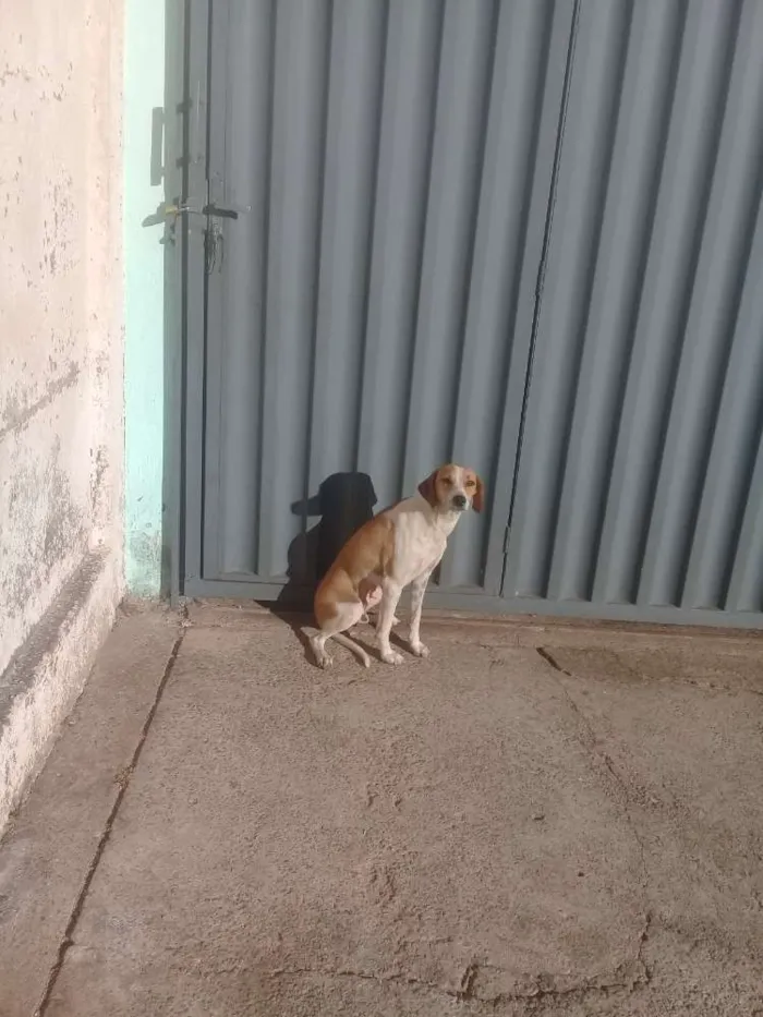 Cachorro ra a Vira lata  idade 2 anos nome Docinha e florzinha 