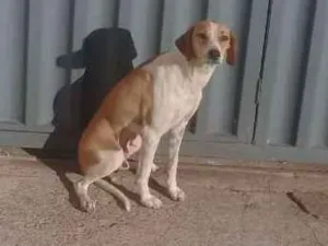 Cachorro raça Vira lata  idade 2 anos nome Docinha e florzinha 