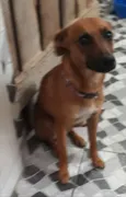 Pipoca