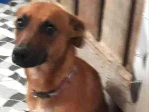 Cachorro raça Srd idade 7 a 11 meses nome Pipoca
