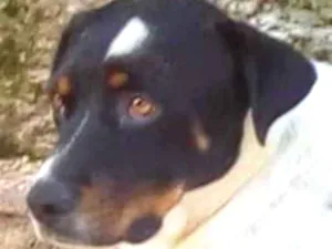 Cachorro raça SRD idade 2 anos nome Simon
