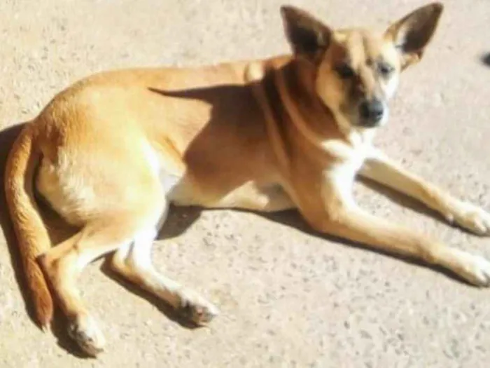 Cachorro ra a SRD idade 3 anos nome Lucy
