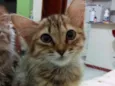 NEKO