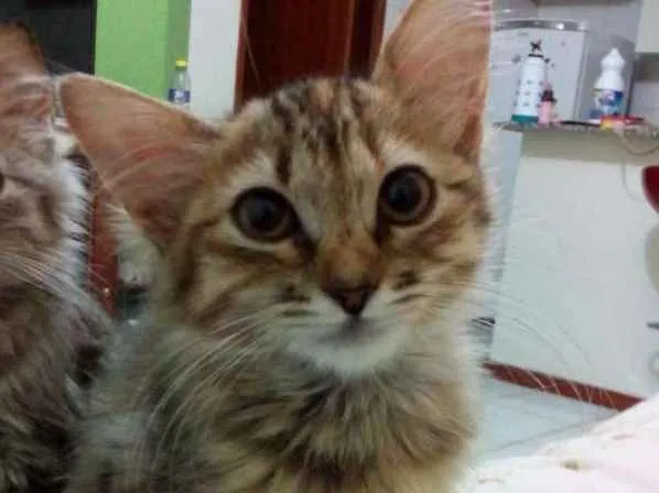 Gato ra a Vira lata idade 2 a 6 meses nome Dante e Neko