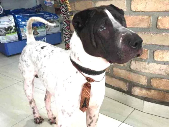 Cachorro ra a Sharpei idade 3 anos nome Torrone