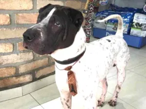 Cachorro raça Sharpei idade 3 anos nome Torrone