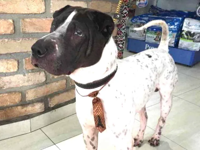 Cachorro ra a Sharpei idade 3 anos nome Torrone