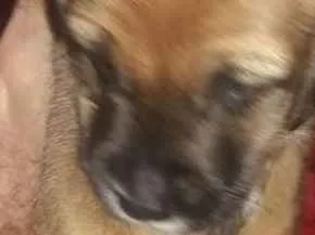 Cachorro ra a Sem raça definida idade Abaixo de 2 meses nome Sem nome ainda