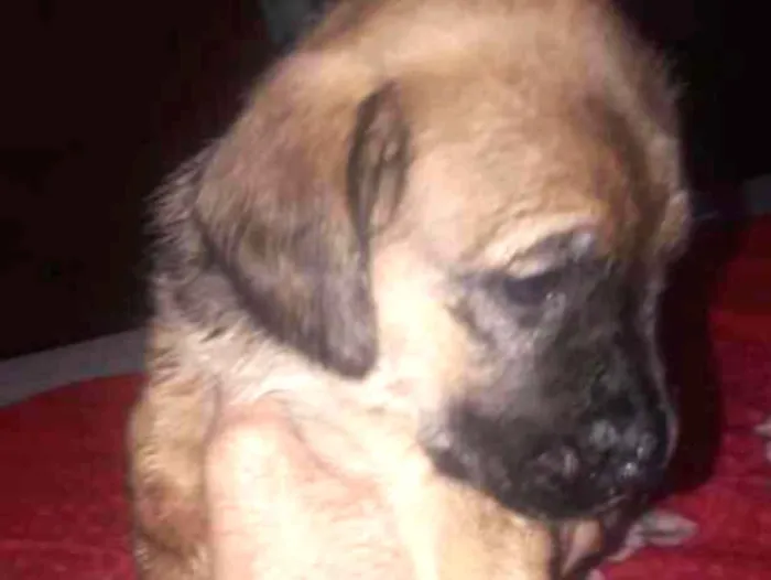 Cachorro ra a Sem raça definida idade Abaixo de 2 meses nome Sem nome ainda