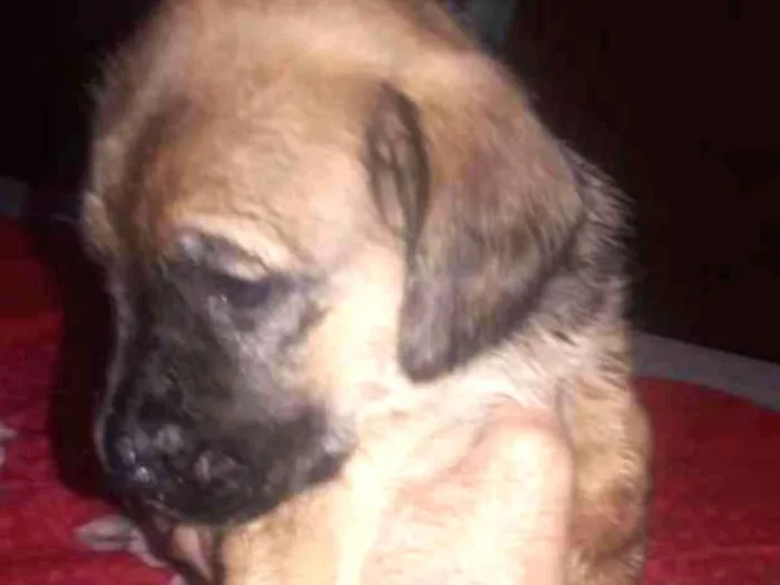 Cachorro ra a Sem raça definida idade Abaixo de 2 meses nome Sem nome ainda