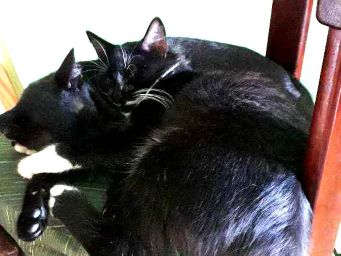 Gato raça Nao sei idade 2 a 6 meses nome PB