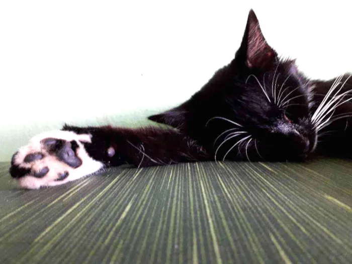 Gato raça Nao sei idade 2 a 6 meses nome PB