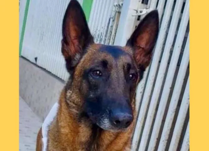 Cachorro ra a pastor belga idade 1 ano nome Frau