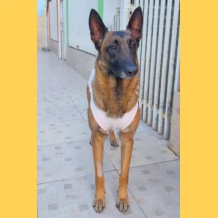 Cachorro ra a pastor belga idade 1 ano nome Frau