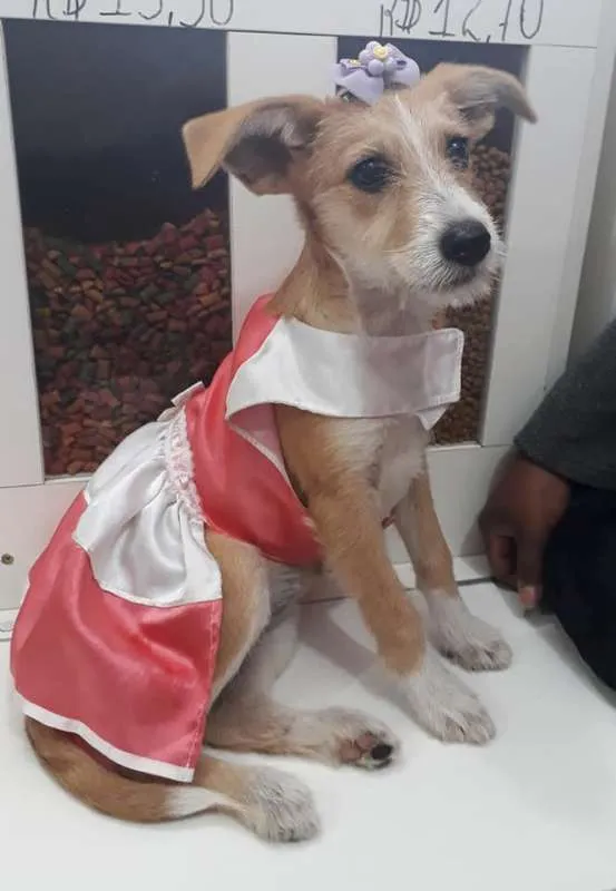 Cachorro ra a SRD idade 2 a 6 meses nome filhotes