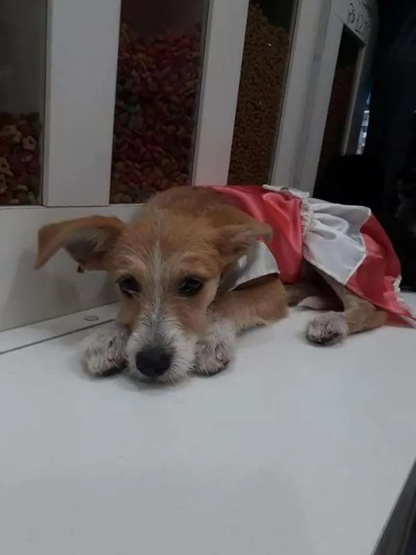 Cachorro ra a SRD idade 2 a 6 meses nome filhotes
