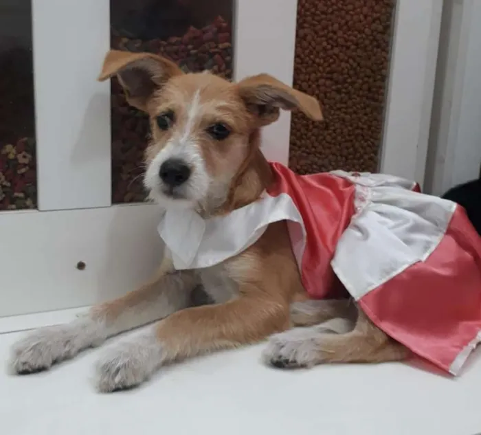 Cachorro ra a SRD idade 2 a 6 meses nome filhotes