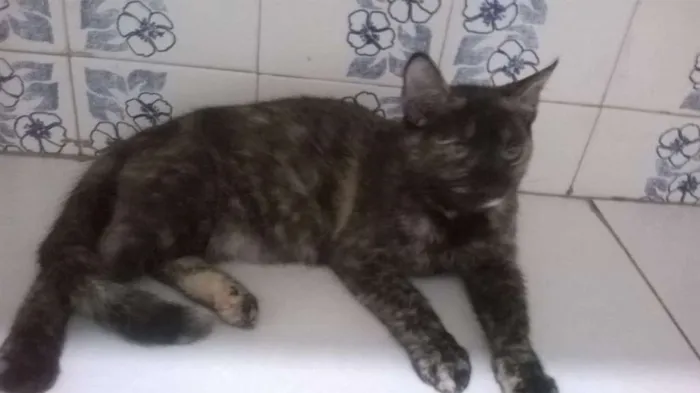 Gato ra a SRD idade 2 a 6 meses nome Nazinha