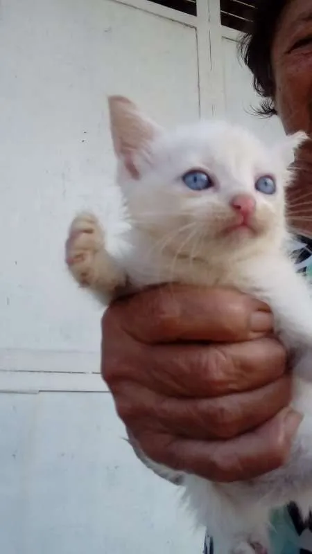 Gato ra a SRD idade Abaixo de 2 meses nome Mimi