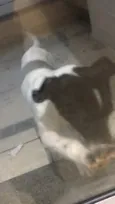 Preciosa