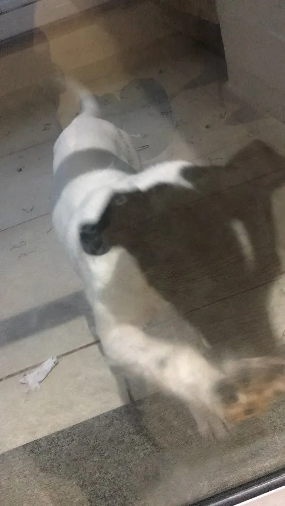 Cachorro ra a Vira lata idade 2 a 6 meses nome Preciosa