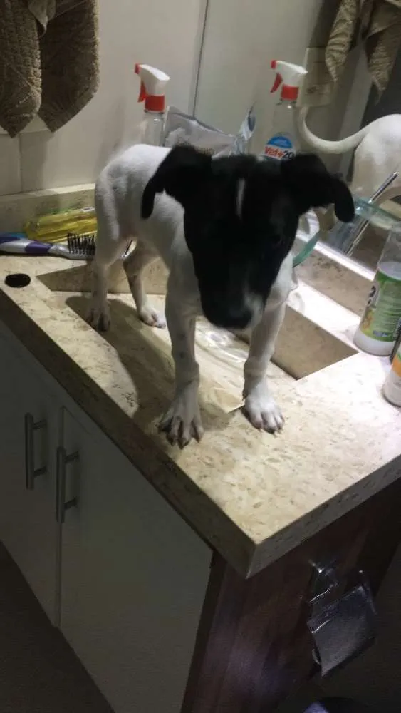 Cachorro ra a Vira lata idade 2 a 6 meses nome Preciosa