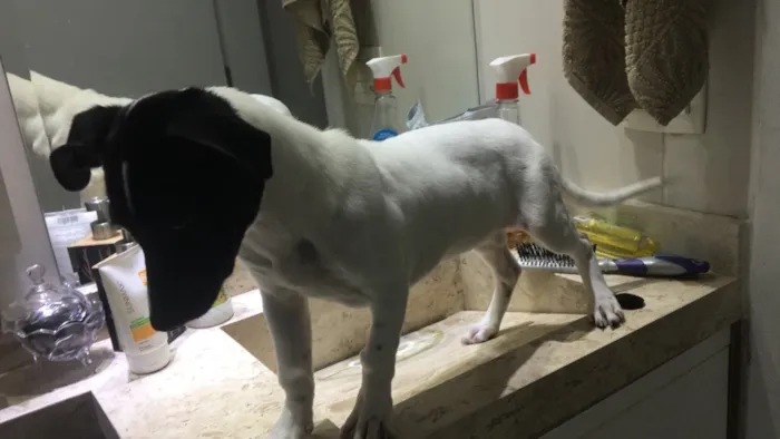 Cachorro ra a Vira lata idade 2 a 6 meses nome Preciosa