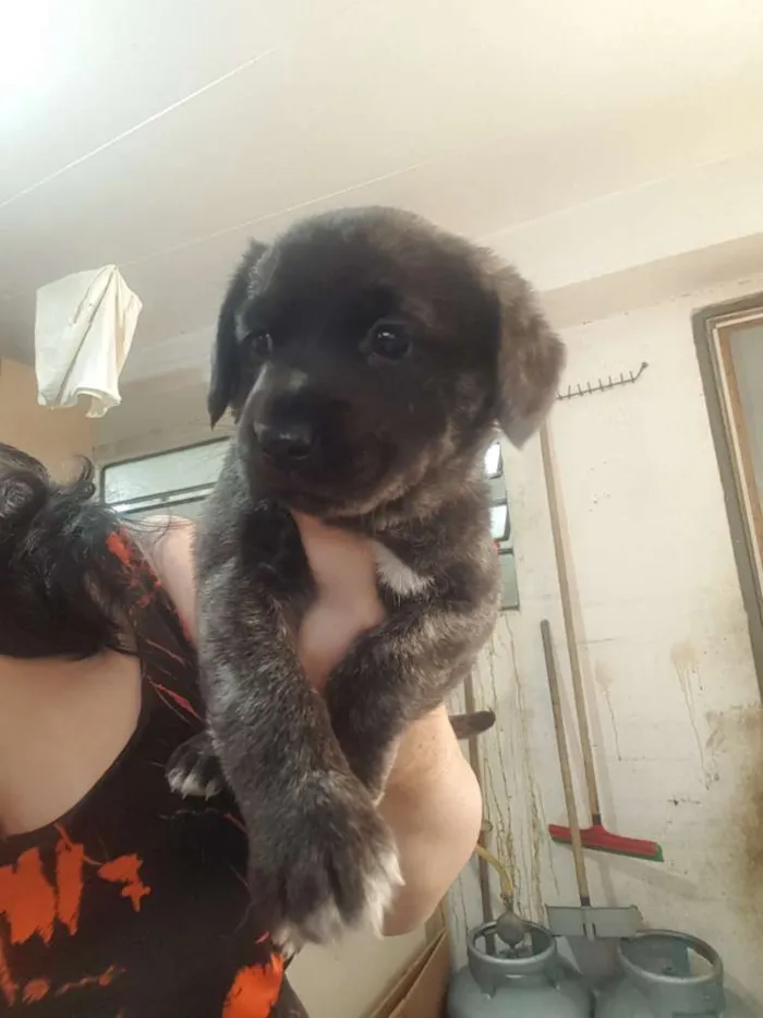 Cachorro ra a Vira lata idade 2 a 6 meses nome Nao tem nome ainda 