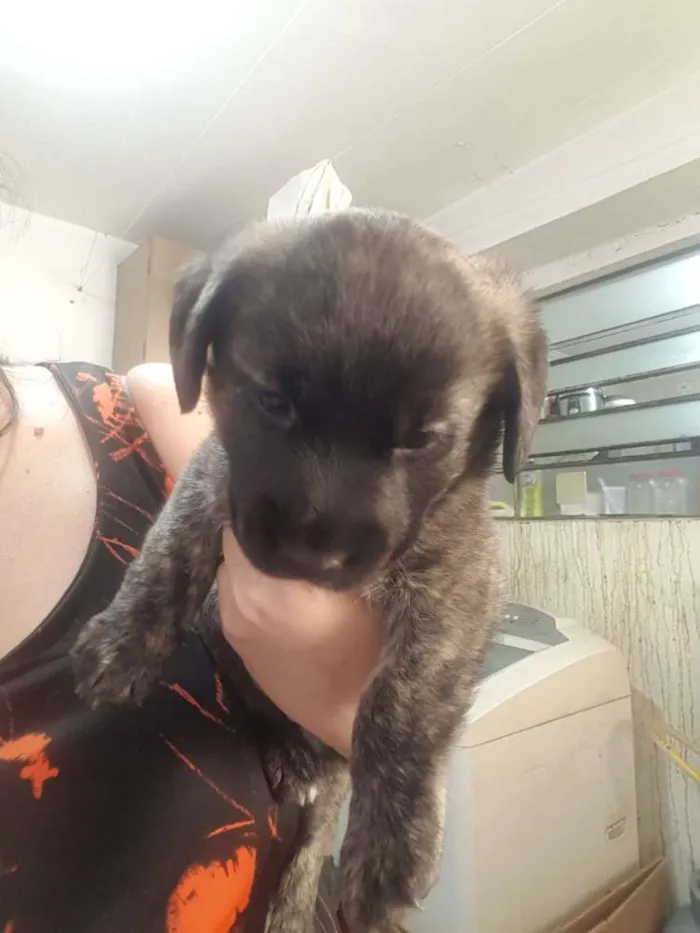 Cachorro ra a Vira lata idade 2 a 6 meses nome Nao tem nome ainda 