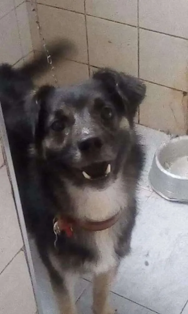 Cachorro ra a Pastor alemão  idade 2 anos nome Brans 