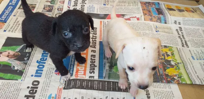 Cachorro ra a Vira lata idade Abaixo de 2 meses nome Neguinha e  2 filhot