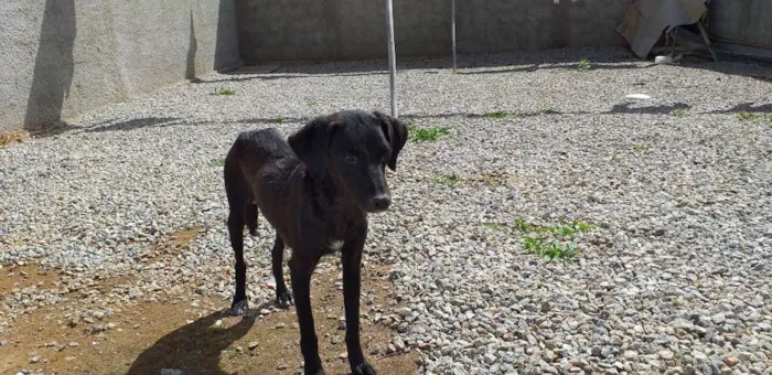Cachorro ra a Vira lata idade Abaixo de 2 meses nome Neguinha e  2 filhot