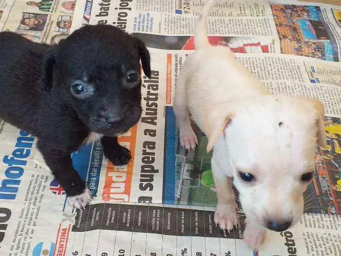 Cachorro ra a Vira lata idade Abaixo de 2 meses nome Neguinha e  2 filhot