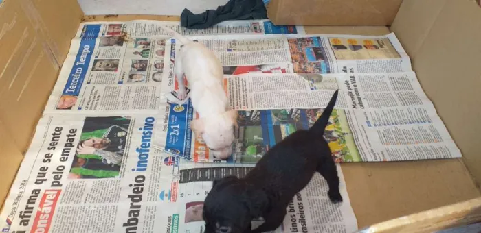 Cachorro ra a Vira lata idade Abaixo de 2 meses nome Neguinha e  2 filhot