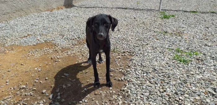Cachorro ra a Vira lata idade Abaixo de 2 meses nome Neguinha e  2 filhot