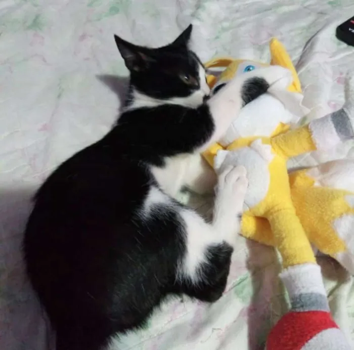 Gato ra a SRD idade 2 a 6 meses nome Sem nome