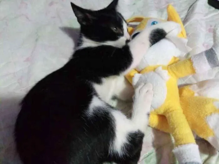 Gato ra a SRD idade 2 a 6 meses nome Sem nome