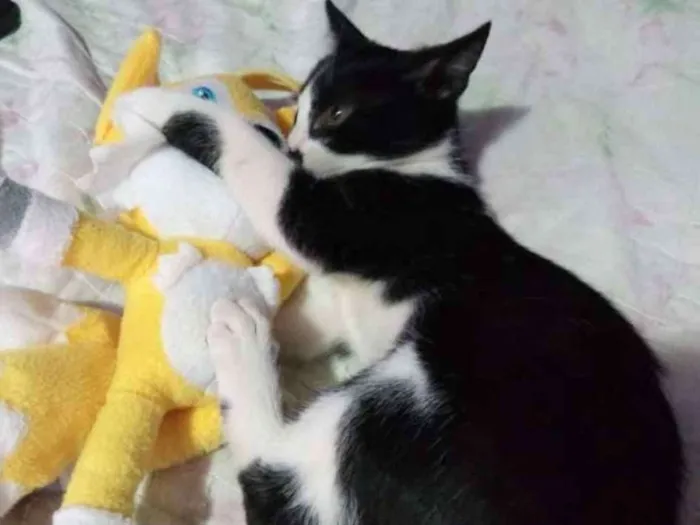 Gato ra a SRD idade 2 a 6 meses nome Sem nome