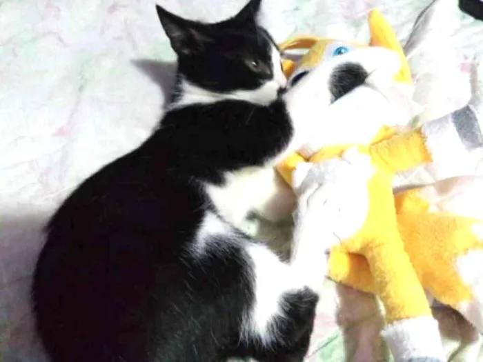 Gato ra a SRD idade 2 a 6 meses nome Sem nome